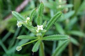 The Power of Cleavers Plant Medicine