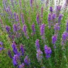 Herb of the Week | Hyssop