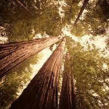 Redwoods Tree Energy: Soul Healing Elders